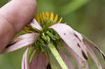 Eastern purple coneflower